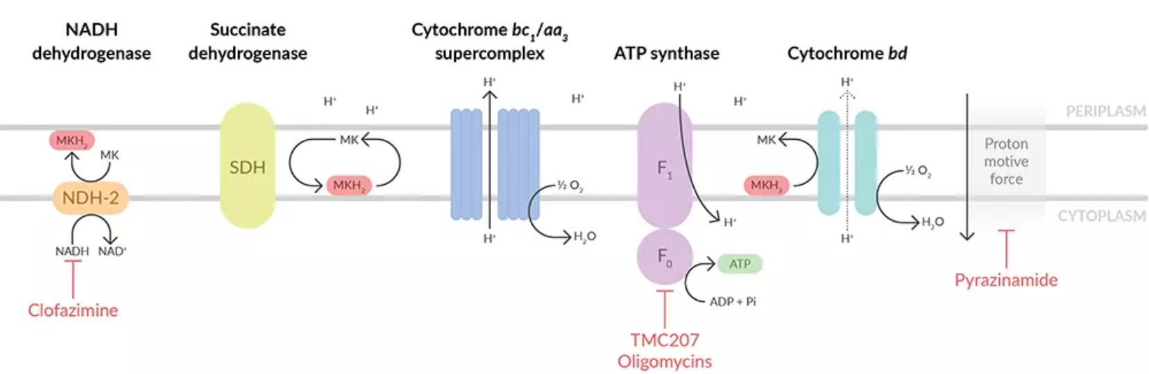 antibiotics-energy-metabolism