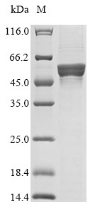Cis-aconitate decarboxylase (ACOD1), human, recombinant