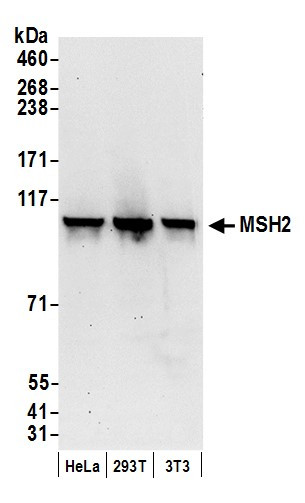 Anti-MSH2