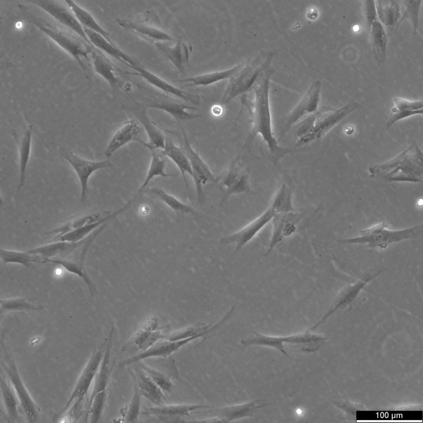 G-361 Cells