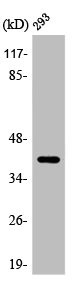 Anti-ARRDC2