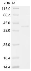 Inhibin subunit beta E (INHBE), partial, recombinant Macaca fascicularis