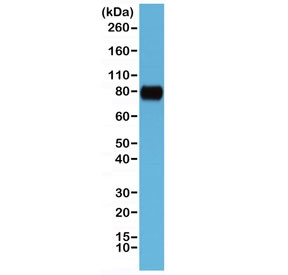 Anti-CD44 (Extracellular domain), clone RM264 (recombinant antibody)