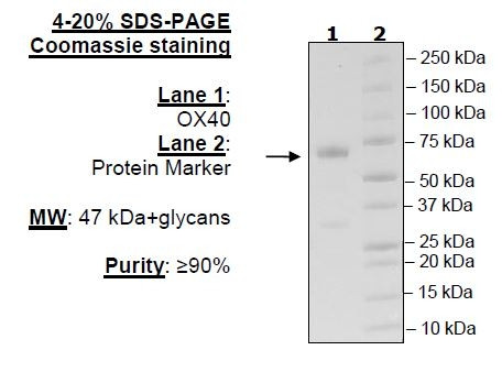 OX40 (CD134), human, recombinant, Fc fusion protein