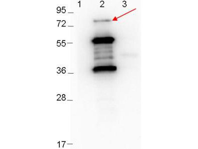 Anti-ErpD/Arp37