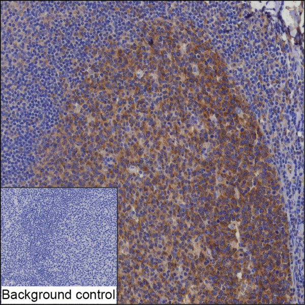 Anti-ATG3