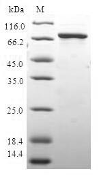HAUS augmin-like complex subunit 4 (HAUS4), human, recombinant