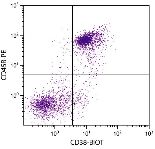 Anti-CD45R, clone RA3-6B2 (PE )