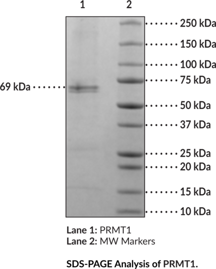 PRMT1 (human, recombinant)