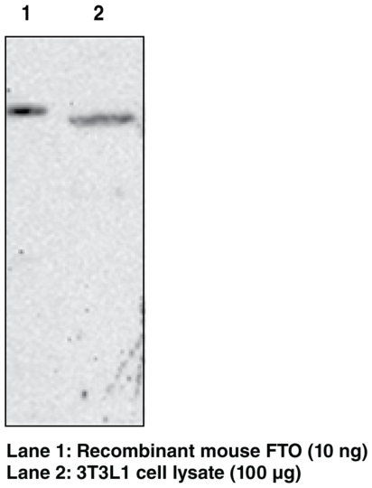 Anti-FTO (mouse) (Clone FT 62-6)