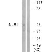 Anti-NLE1