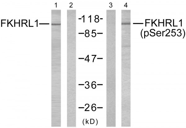 Anti-phospho-FOXO3A (Ser253)