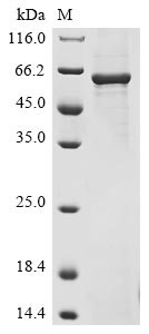 Syntaxin-binding protein 1 (STXBP1), human, recombinant
