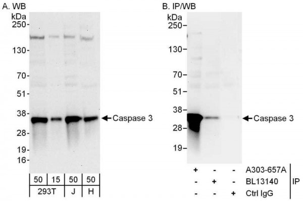 Anti-Caspase 3