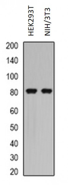 Anti-phospho-Caldesmon (Ser789)