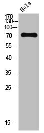 Anti-Phospho-NF2 (S518)