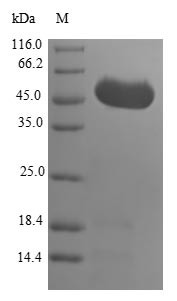 GrpE protein homolog 1, mitochondrial (GRPEL1), human, recombinant