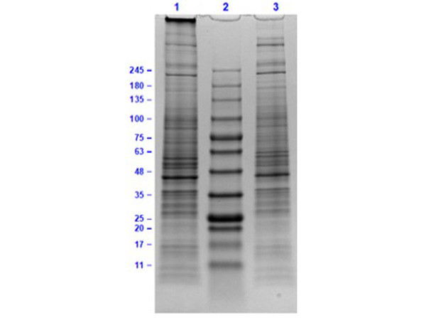 U-138 MG Whole Cell Lysate