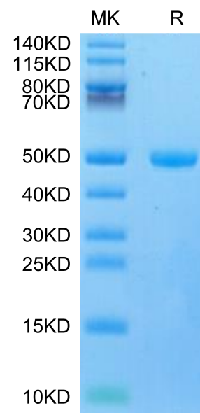 Mouse CYTL1/C17 Protein