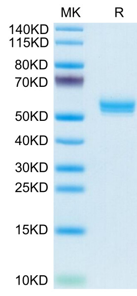 Cynomolgus BAFF/TNFSF13B/CD257 Trimer Protein