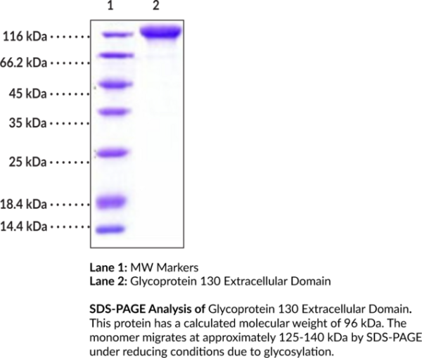 Glycoprotein 130 Extracellular Domain (human, recombinant)