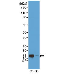 Anti-phospho-Histone H2A/H4 (Ser1), clone RM216 (recombinant antibody)