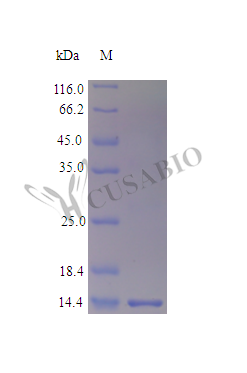 Fatty acid-binding protein, liver protein (Fabp1) (Active), mouse, recombinant