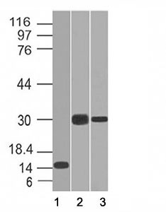 Anti-CELA3B, clone CELA3B/1218