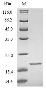 Triggering receptor expressed on myeloid cells 2 (TREM2), partial, human, recombinant