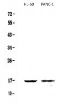 Anti-Galectin 10