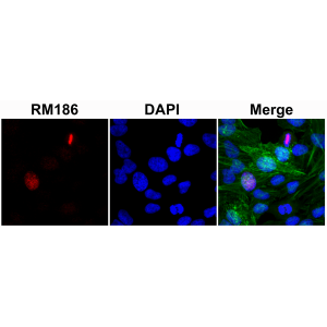 Anti-Histone H3 (Unmodified Lys4), Rabbit Monoclonal (RM186)