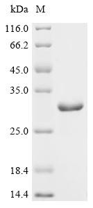 LPS-assembly protein lptD (lptD), partial, recombinant Shigella sonnei