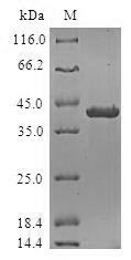 DNA-directed RNA polymerases I and III subunit RPAC2 (POLR1D), human, recombinant