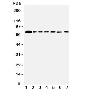 Anti-SPARCL1