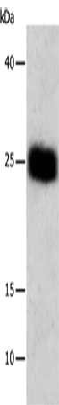 Anti-BCL2L1