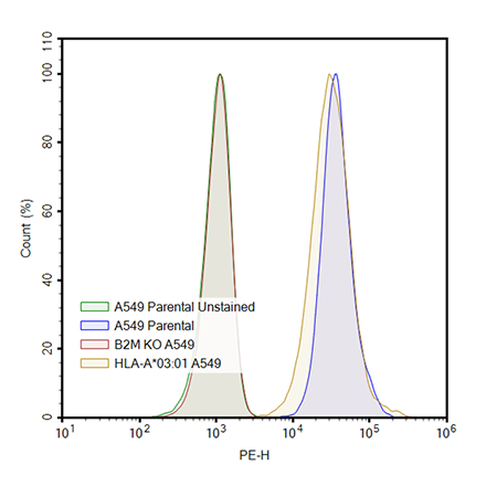 HLA-A*03:01 A549 Cell Line