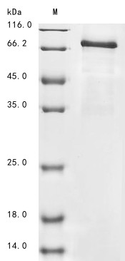 Procollagen-lysine,2-oxoglutarate 5-dioxygenase 2 (Plod2), mouse, recombinant