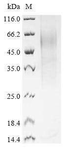 Histidine-rich glycoprotein (Hrg), mouse, recombinant