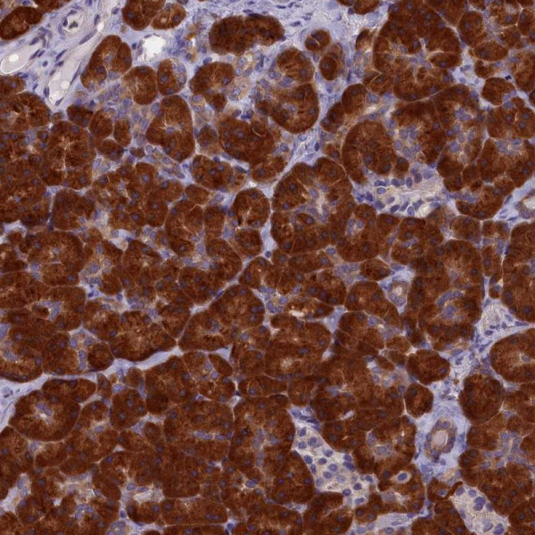 Anti-NOL10