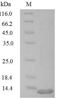 Replication factor C subunit 1 (RFC1), partial, human, recombinant