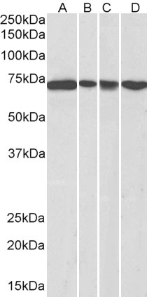 Anti-DDX5 / p68 RNA helicase, C-terminal
