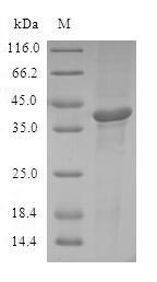 Cyclic AMP-dependent transcription factor ATF-7 (ATF7), human, recombinant