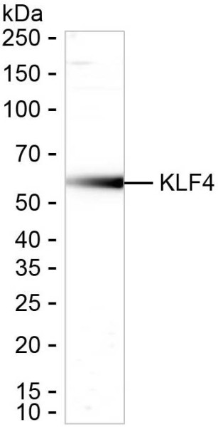Anti-KLF4