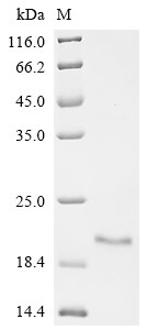Phospholipase A2 imperatoxin-1, partial, Pandinus imperator, recombinant