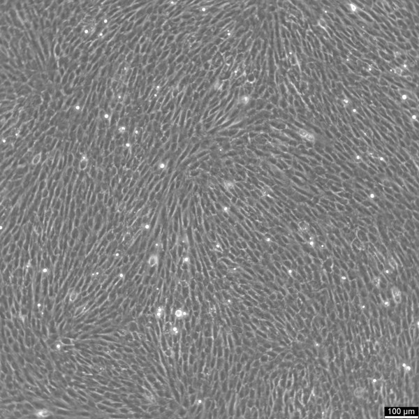 NRK Cells