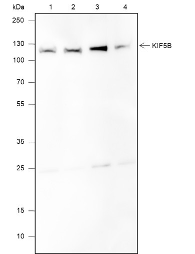 Anti-Recombinant KIF5B, clone A605