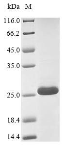 Alpha-conotoxin VxXXC, Conus vexillum, recombinant