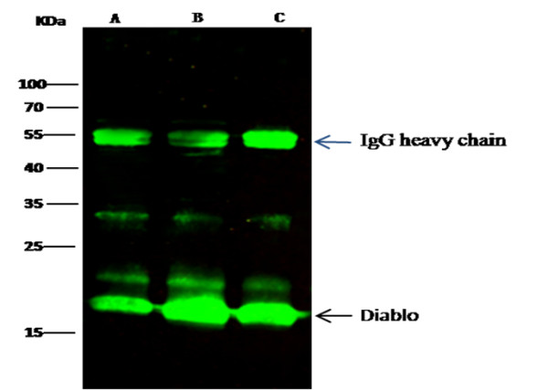 Anti-SMAC/Diablo Monoclonal Recombinant Antibody