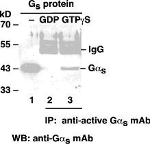 Anti-Active G.alpha.s, monoclonal