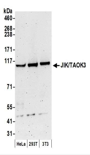 Anti-JIK/TAOK3